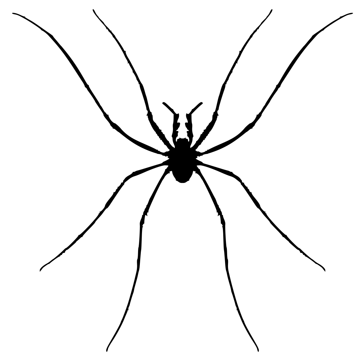 Opiliones