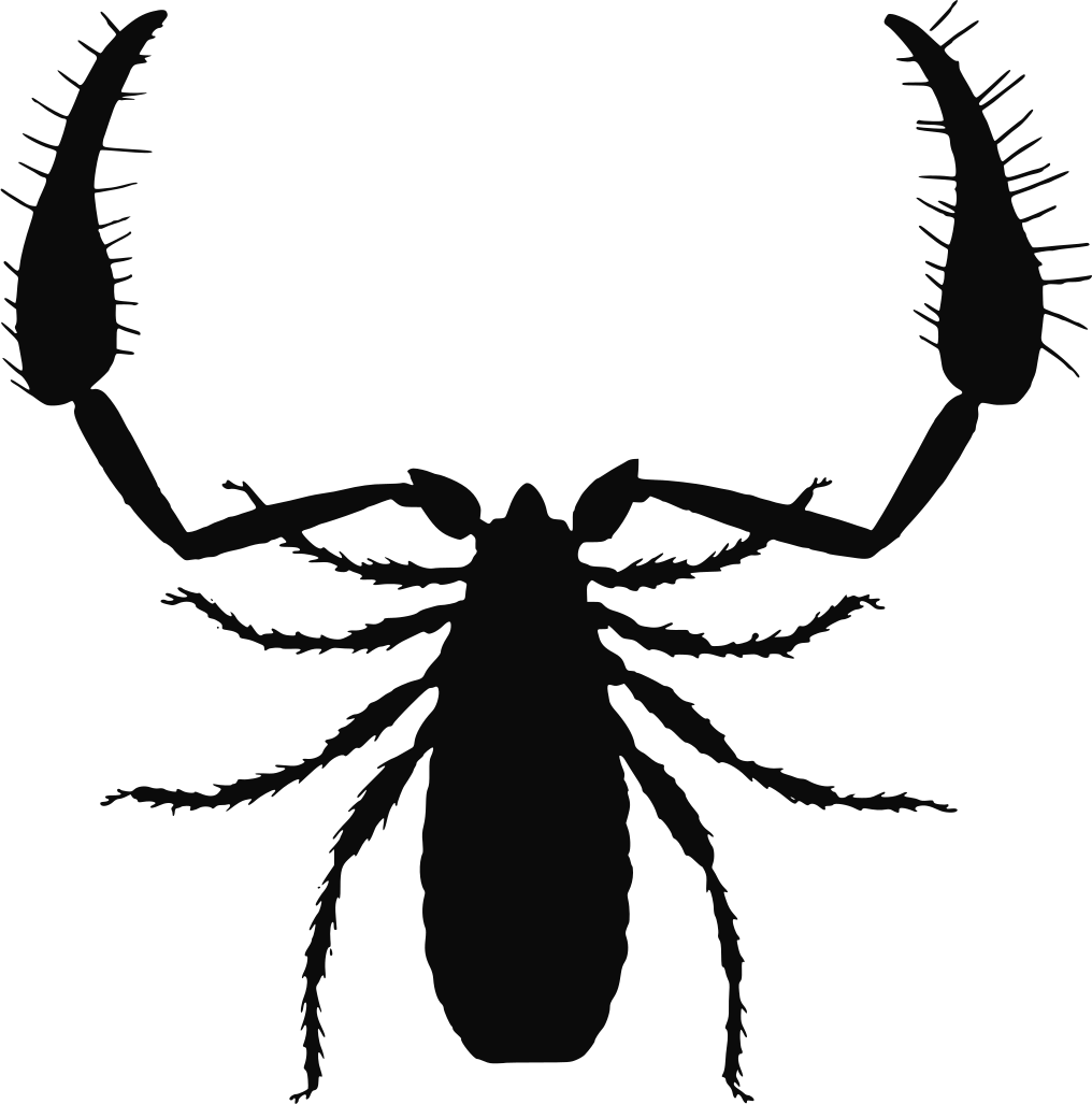 Pseudoscorpiones