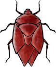 hemiptera