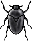 coleoptera