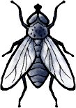 diptera
