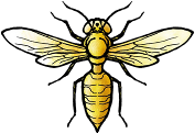 hymenoptera