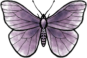 lepidoptera