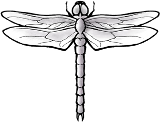 odonata