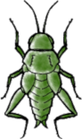 orthoptera